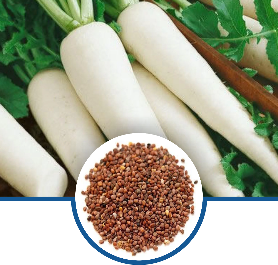 Radish